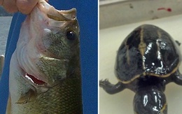 Phát hiện thần kỳ về chú rùa kỳ lạ sống trong dạ dày cá vược miệng lớn
