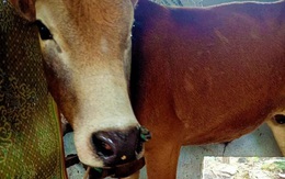 Hơn 100 trâu, bò mắc bệnh "lạ" ở Quảng Bình, 2 con đã chết