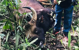 Bò tót rừng 700 kg chết trong khu bảo tồn ở Đồng Nai