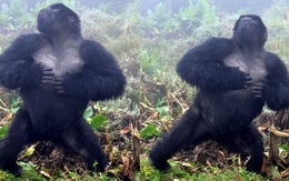 Sau 500 lần quan sát khỉ đột đập ngực, các nhà khoa học tìm ra câu trả lời tại sao chúng lại thường xuyên làm vậy