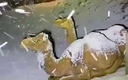 Hài hước cảnh lạc đà ngơ ngác khi thấy tuyết rơi ở Ả Rập Saudi