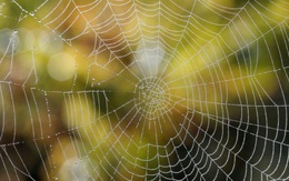 Mạng nhện tạo ra âm thanh đặc biệt gì?