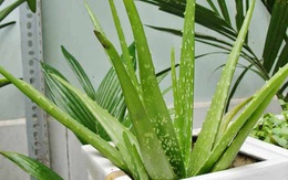 7 loại cây cảnh NÊN đặt trong phòng ngủ vừa tốt cho sức khỏe vừa hợp phong thủy