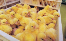 Nước Mỹ treo giải thưởng gấp 5 lần Nobel, cho ai nghĩ ra cách cứu sống 7 tỷ con gà trống mỗi năm