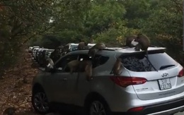 Hàng chục chú khỉ "đại náo" ôtô quên đóng cửa ở Cần Giờ