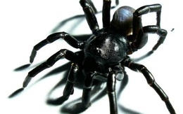 Loài nhện Tarantula mới được tìm thấy có thể sống hàng chục năm và săn mồi bằng cách sử dụng "cửa sập"