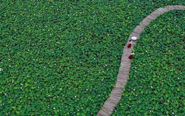 Du khách quốc tế "phát cuồng" trước cảnh hoa sen bạt ngàn ở một địa điểm nổi tiếng của Việt Nam