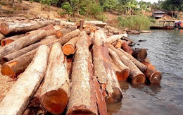 Cận cảnh hàng trăm lóng gỗ lậu kín đặc khúc sông