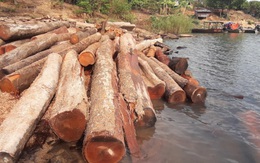 Cận cảnh kho gỗ lậu cực lớn dưới lòng hồ Thuỷ điện Sê San 4
