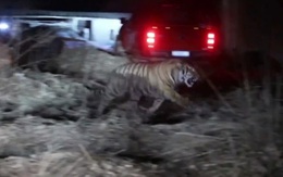 Hổ Siberi nặng hơn 200kg đột nhập vào làng, điên cuồng tấn công người Trung Quốc