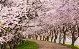 Tác động của biến đổi khí hậu: Hoa anh đào Nhật Bản nở sớm nhất trong vòng 1.200 năm nay
