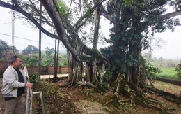 Chiêm ngưỡng cây đa Thần Rùa khổng lồ ở Hà Nội