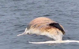 Hải Phòng: Cá voi 10 tấn trôi dạt trên vùng biển Cát Bà