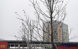 Cận cảnh hàng phong lá đỏ khô héo sắp bị thay thế ở Hà Nội