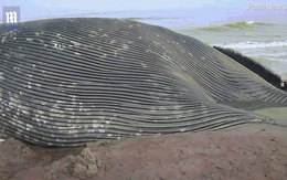 Cận cảnh xác cá voi xanh dài 18m lần đầu trôi dạt bờ biển châu Phi, cách xa "nhà" 8.000km
