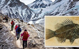 Hóa thạch biển được tìm thấy trên đỉnh Everest có thể là bằng chứng của Đại hồng thủy