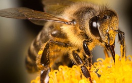 Ong có thể phát hiện người dương tính với COVID-19 chỉ trong vài giây, thậm chí cả khu vực có virus SARS-CoV-2 trong không khí