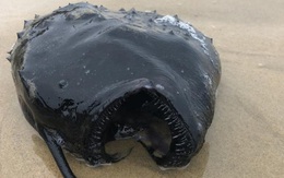 Xác quái vật biển sống ở độ sâu gần 1.000 mét trôi dạt bờ biển Mỹ