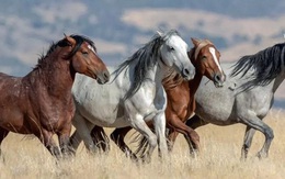 Sự thật về những con ngựa hoang dã của Mỹ