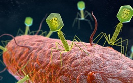 Những virus có bộ gen ''ngoài hành tinh'' sẽ khiến sách giáo khoa sinh học phải được viết lại