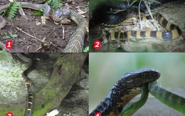 Tại sao hổ mang chúa không hề hấn gì khi bị các loài rắn độc cắn trả, nó có miễn nhiễm với nọc mọi loài rắn?