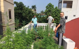Vụ vườn cần sa trên nóc một ngôi nhà ở Hà Nội: "Ông chủ" khai trồng để ngâm rượu