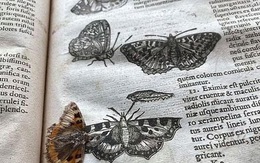 Mở cuốn sách cổ thấy bướm 400 năm tuổi