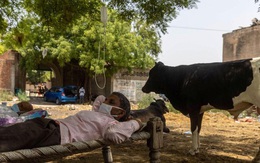 Không thể đến bệnh viện, bệnh nhân COVID-19 Ấn Độ đi dưới tán cây để tăng oxy