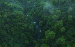 "Lá phổi của Trái đất" đang kêu cứu! Rừng nhiệt đới Amazon thải ra nhiều CO2 hơn lượng hấp thụ