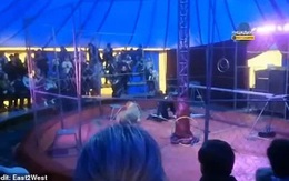 Nghệ sĩ xiếc thú bị sư tử tấn công ngay trên sân khấu