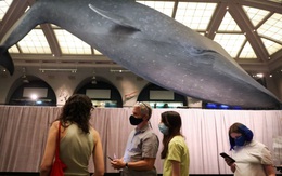 Cảnh báo ‘cái kết đắng’ tiềm ẩn từ chương trình du lịch vaccine COVID-19