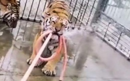 Bắn chết hai con hổ xổng chuồng vồ chết người ở Trung Quốc
