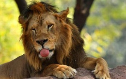 8 con sư tử tại Công viên động vật Nehru (Ấn Độ) mắc Covid-19