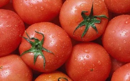 Muốn chọn được cà chua tươi ngon, mọng nước cần xem kỹ 4 điểm này