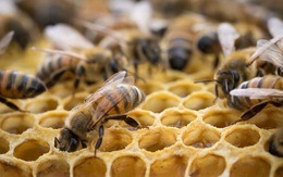 Hà Lan huấn luyện ong 'đánh hơi' Covid-19