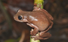 Phát hiện loài "ếch chocolate" vô cùng độc đáo ở Australia
