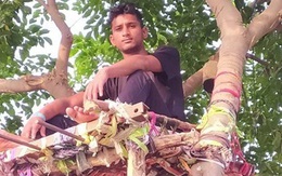 Ấn Độ: Nhiều bệnh nhân Covid-19 tự cách ly hàng chục ngày trên cây như trong phim Tarzan