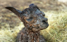 Lạc đà Alpaca mới đẻ có ngoại hình "xấu như ma cấu", trái ngược với vẻ bảnh bao lúc lớn