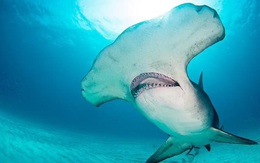 Video gây sốc: 7 con cá mập đầu búa 'bao vây' người tắm biển ở Florida