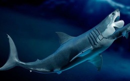 Quái vật Megalodon có thể to hơn rất nhiều so với tưởng tượng của con người