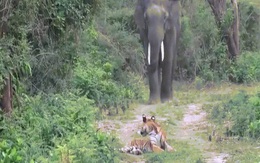 Video: Đang nằm giữa đường, ngoảnh lại thấy voi lừ lừ tiến đến, hổ phản ứng xấu mặt "chúa tể"