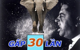 Cực kỳ bất ngờ: Voi có thể hút thức ăn với tốc độ 540 km/h - nhanh gấp 30 lần cú hắt hơi của con người