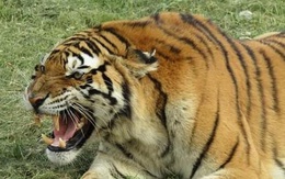 Hổ Siberia nhảy qua hàng rào điện cao 3,6 mét, cắn chết người, giết một con hổ khác