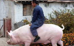 Lợn khổng lồ to bằng cả 1 con hà mã khiến giá thịt heo ở Trung Quốc lao dốc không phanh