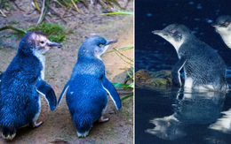 Hơn 6000 con chim cánh cụt bị quét sạch tại một hòn đảo vì sự xuất hiện của một con quỷ