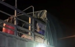 Gần 20 người trốn trong xe tải chở lợn để qua mắt chốt soát dịch Covid-19