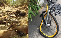 Chùm ảnh nắng nóng kinh hoàng khắp hành tinh: Ngựa lăn ra chết cả đàn, xe đạp cong vành dưới mức nhiệt cực đại