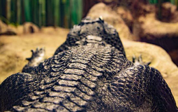 Kinh hoàng 'quái vật Gustave' - cá sấu khổng lồ tinh khôn thích ăn thịt người