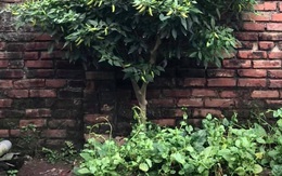 Cô gái khoe cây ớt "đại thụ" thuộc hàng to lớn nhất Việt Nam, các "đại gia online" đua nhau vào trả giá cả tỷ vì quá mê