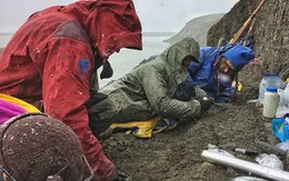 Kinh hoàng vườn ươm 7 loài quái thú đầy con non ở Bắc Cực